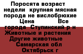 Поросята возраст 4 недели, крупная мясная порода(не вислобрюхие ) › Цена ­ 4 000 - Все города, Ступинский р-н Животные и растения » Другие животные   . Самарская обл.,Октябрьск г.